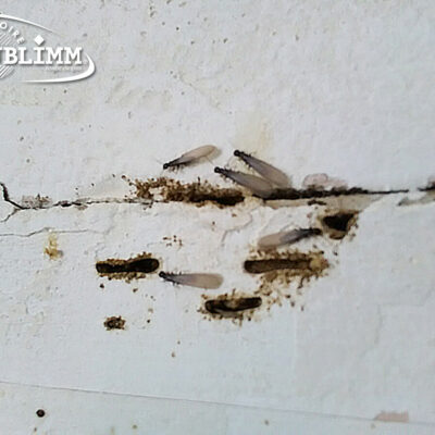 Essaimage : différencier les fourmis des termites