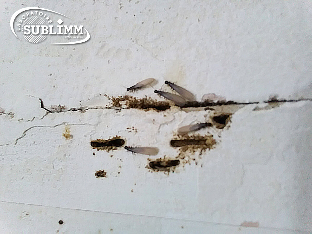 Essaimage : différencier les fourmis des termites - Laboratoires