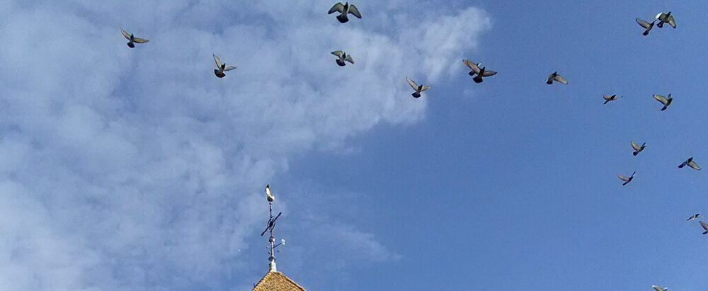 Envol de pigeons au dessus d'un toit