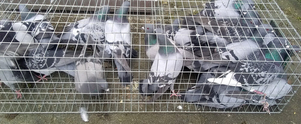 Capture de pigeons